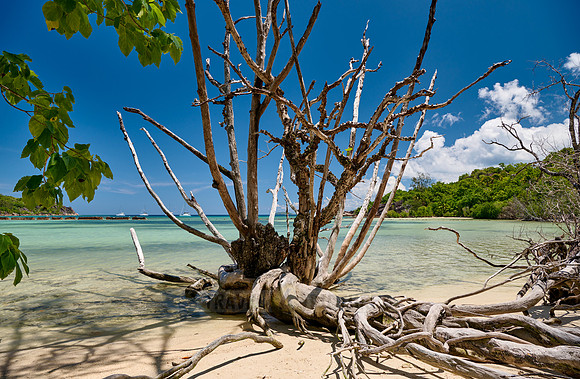 dead tree on beach of Curieuse island