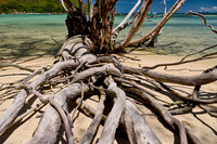 dead tree on beach of Curieuse island
