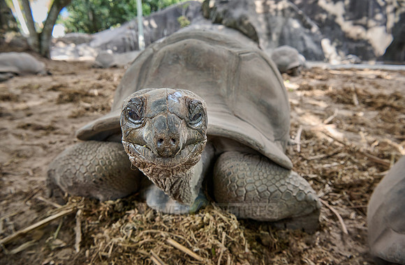 Aldabra giant tortoise (Aldabrachelys gigantea)