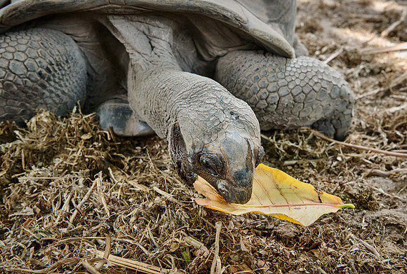 Aldabra giant tortoise (Aldabrachelys gigantea)