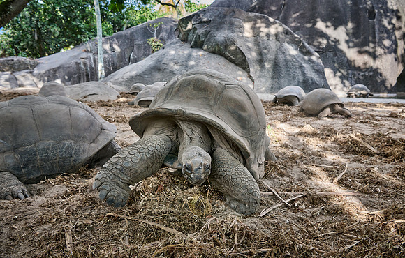 Aldabra giant tortoise (Aldabrachelys gigantea)