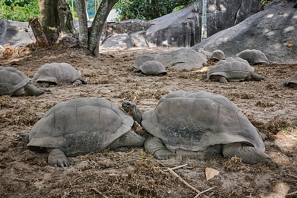 Aldabra giant tortoise (Aldabrachelys gigantea)