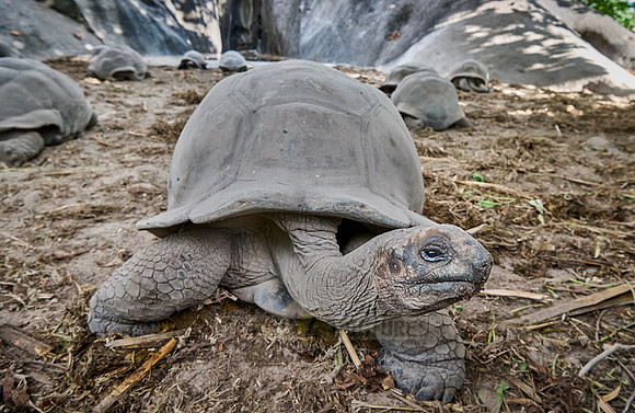 Aldabra giant tortoise (Aldabrachelys gigantea)