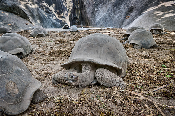 Aldabra giant tortoise (Aldabrachelys gigantea)
