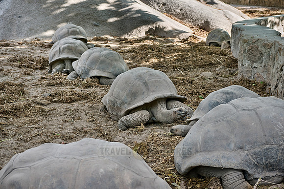 Aldabra giant tortoise (Aldabrachelys gigantea)