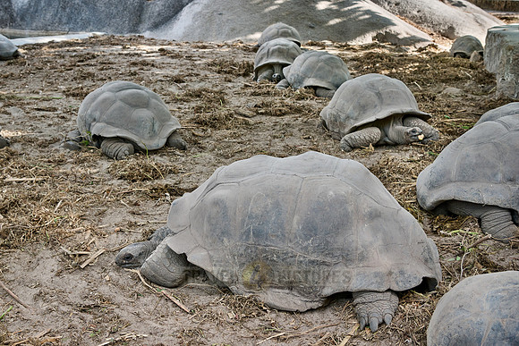 Aldabra giant tortoise (Aldabrachelys gigantea)