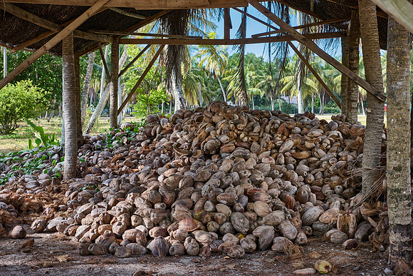 coconut shells in traditional coprah factory on L'Union Estate, La Digue