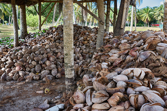 coconut shells in traditional coprah factory on L'Union Estate, La Digue