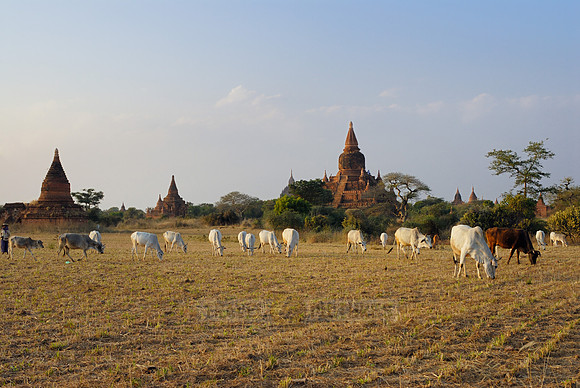 cattle and pagodas