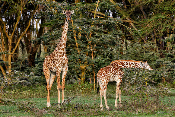 young Massai giraffe with mother