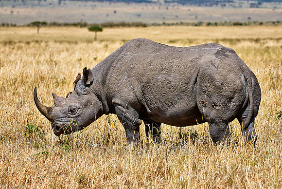 Black Rhino in Maasai Mara