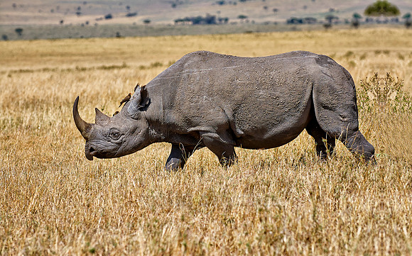 Black Rhino in Maasai Mara