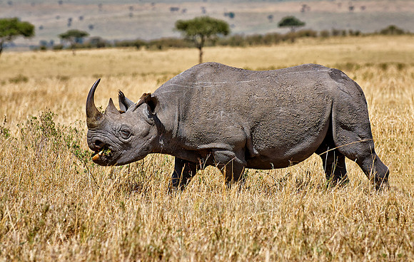Black Rhino in Maasai Mara