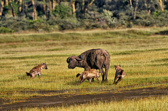 Spotted Hyenas hunting African Buffalo