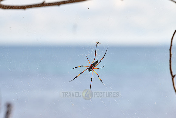 female Palm Spider or red-legged golden orb spider, Trichonephila inaurata
