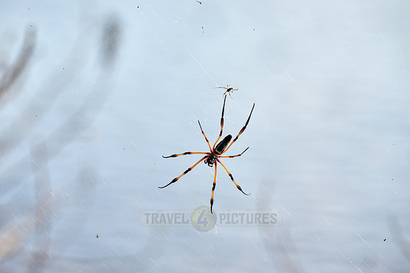 female Palm Spider or red-legged golden orb spider, Trichonephila inaurata