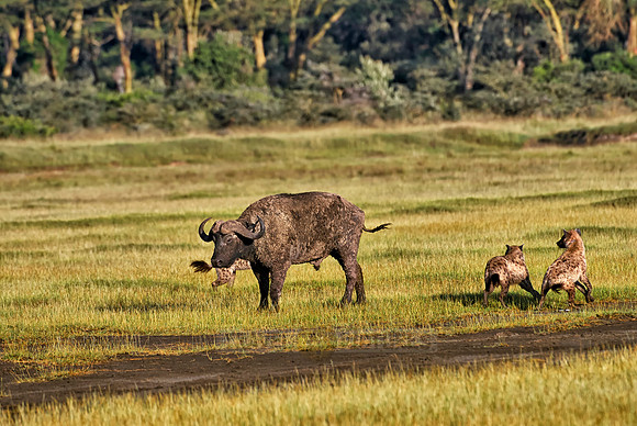 Spotted Hyenas hunting African Buffalo