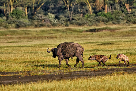 Spotted Hyenas hunting African Buffalo
