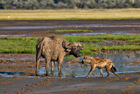 Spotted Hyenas hunting African Buffalo