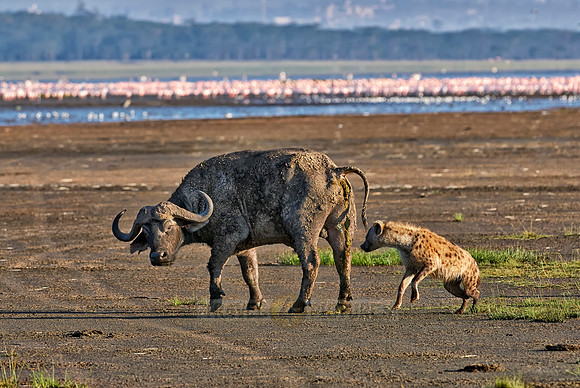 Spotted Hyenas hunting African Buffalo