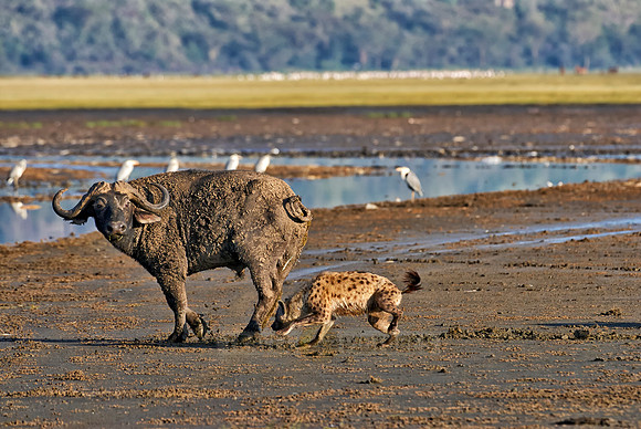 Spotted Hyenas hunting African Buffalo