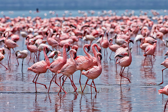 flamboyance of Lesser Flamingos