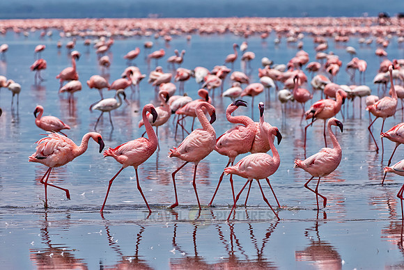 flamboyance of Lesser Flamingos