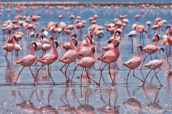flamboyance of Lesser Flamingos