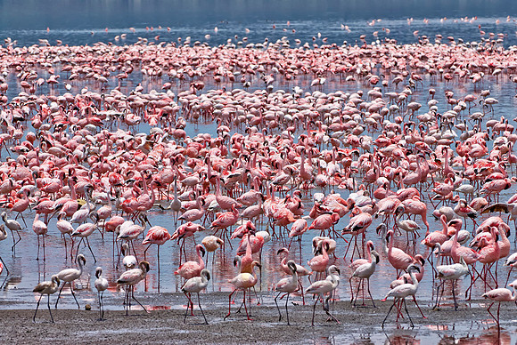 flamboyance of Lesser Flamingos