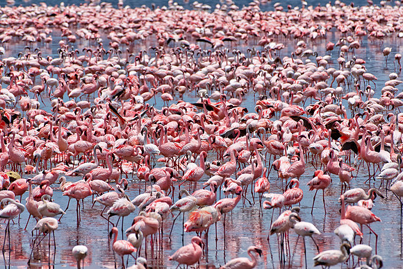 flamboyance of Lesser Flamingos