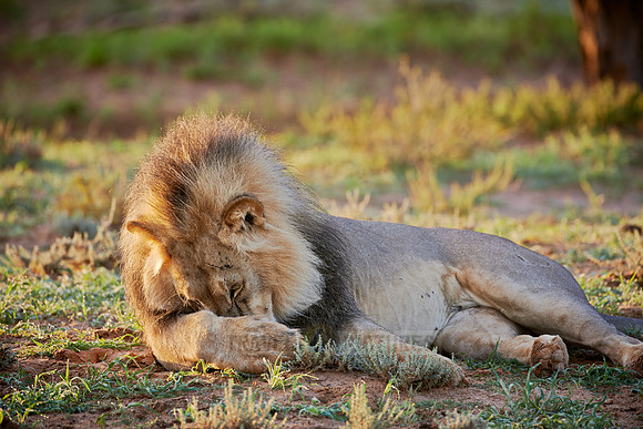 male lion (Panthera leo)