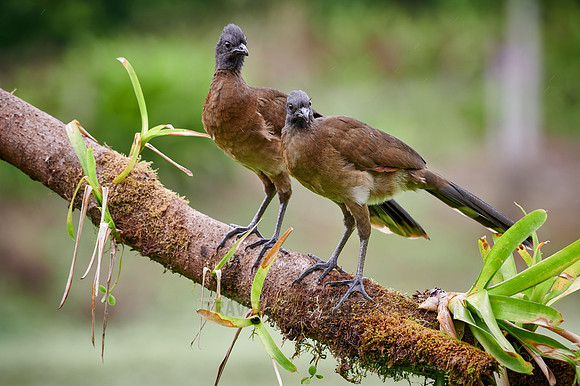 two grey-headed chachalaca (Ortalis cinereiceps)