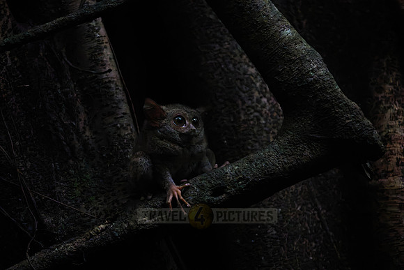 Gursky's spectral tarsier (Tarsius spectrumgurskyae)