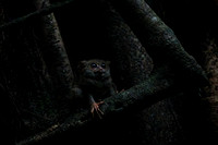 Gursky's spectral tarsier (Tarsius spectrumgurskyae)