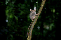 Gursky's spectral tarsier (Tarsius spectrumgurskyae)