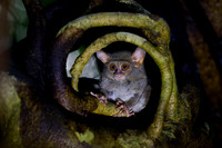 Gursky's spectral tarsier, Sulawesi 03-2026