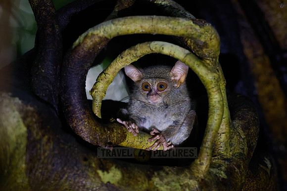 Gursky's spectral tarsier (Tarsius spectrumgurskyae)