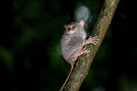 Gursky's spectral tarsier (Tarsius spectrumgurskyae)