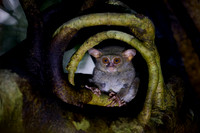Gursky's spectral tarsier (Tarsius spectrumgurskyae)
