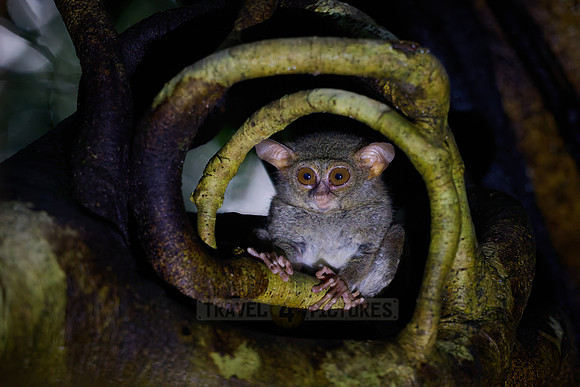 Gursky's spectral tarsier (Tarsius spectrumgurskyae)