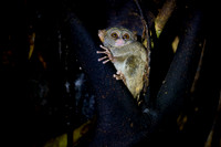 Gursky's spectral tarsier (Tarsius spectrumgurskyae)