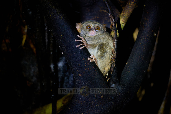 Gursky's spectral tarsier (Tarsius spectrumgurskyae)