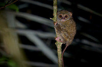 Gursky's spectral tarsier (Tarsius spectrumgurskyae)