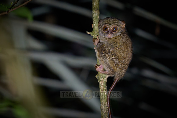 Gursky's spectral tarsier (Tarsius spectrumgurskyae)
