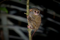 Gursky's spectral tarsier (Tarsius spectrumgurskyae)