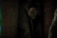 Gursky's spectral tarsier (Tarsius spectrumgurskyae)
