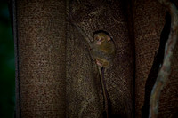 Gursky's spectral tarsier (Tarsius spectrumgurskyae)