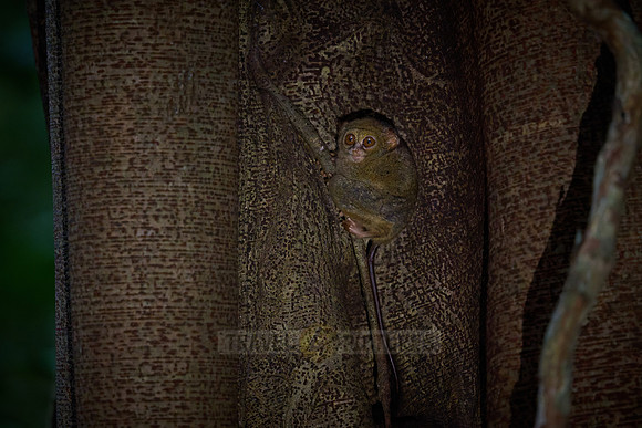 Gursky's spectral tarsier (Tarsius spectrumgurskyae)
