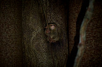 Gursky's spectral tarsier (Tarsius spectrumgurskyae)