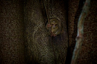 Gursky's spectral tarsier (Tarsius spectrumgurskyae)